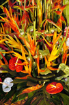 Composition de fleurs exotiques  crdit photo : Philippe BORNIER / Ville de Dijon